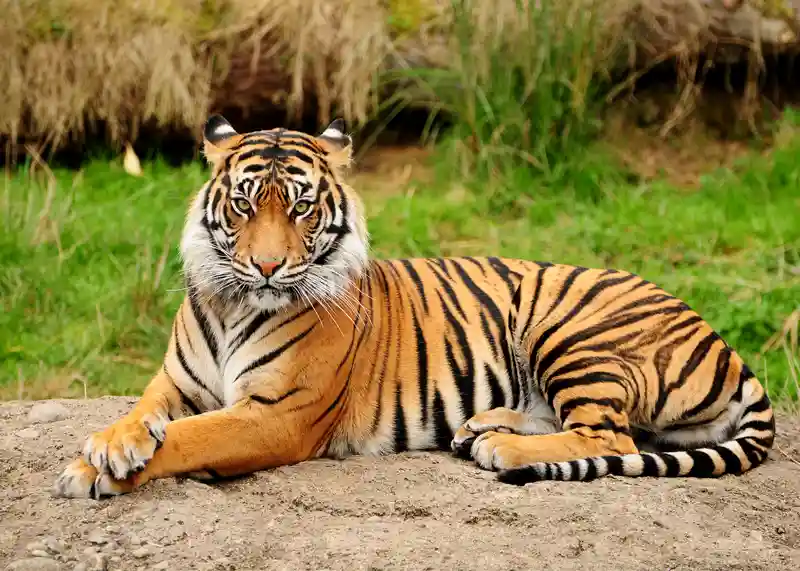 farshan